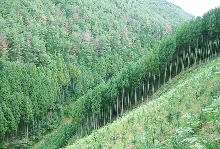 吉野の森